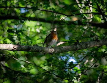 Roodborstje in de boom van Michael van Eijk