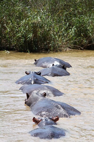 Nijlpaarden von LottevD