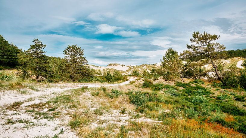 Schoorl dunes by eric van der eijk