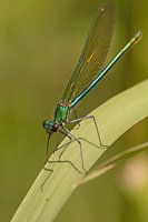 libellules