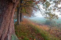 Mistig wandelpad onder oude kastanjebomen in herfsttooi