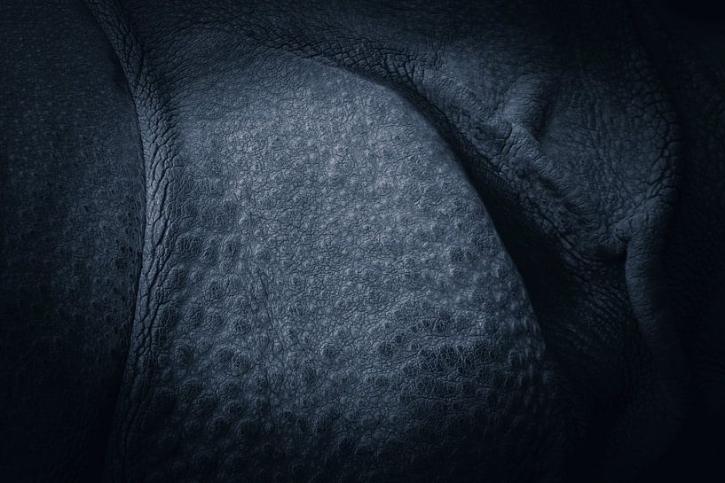 Haut eines Nashorns von Angelique Morees
