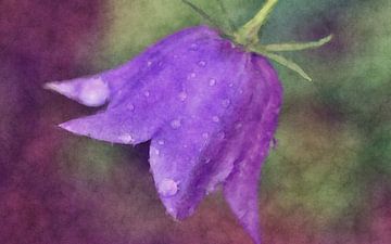Blue bell flower by Roswitha Lorz