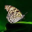 Paper butterfly (Idea leuconoe) by Frankhuizen Photography thumbnail