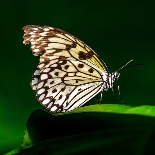 Papier-Schmetterling (Idee leuconoe)