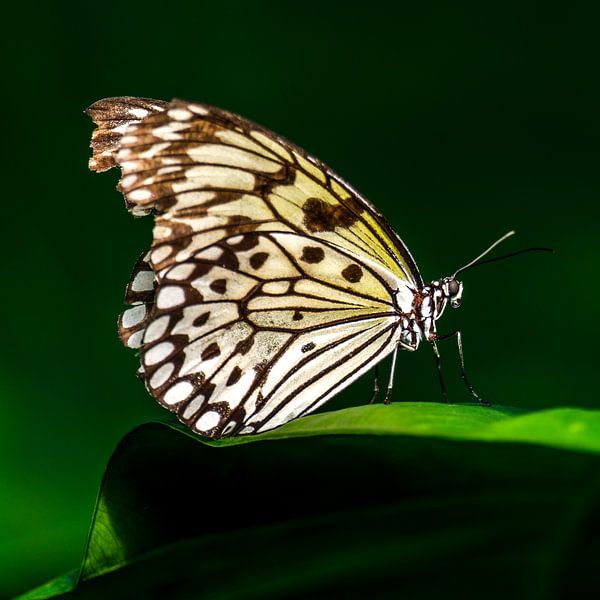 Paper butterfly (Idea leuconoe) by Frankhuizen Photography