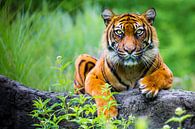 Sumatran tiger  (Panthera tigris sumatrae) by Ektor Tsolodimos thumbnail