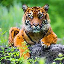 Sumatran tiger  (Panthera tigris sumatrae) by Ektor Tsolodimos