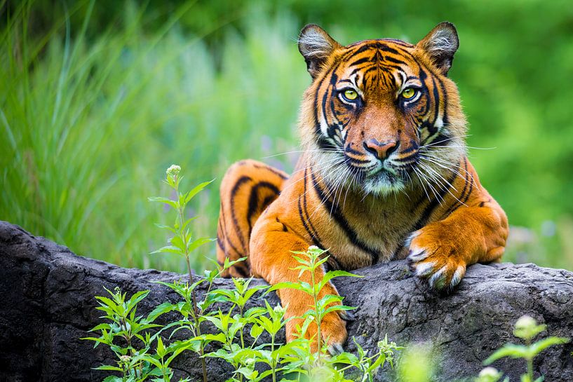 Sumatran tiger  (Panthera tigris sumatrae) by Ektor Tsolodimos