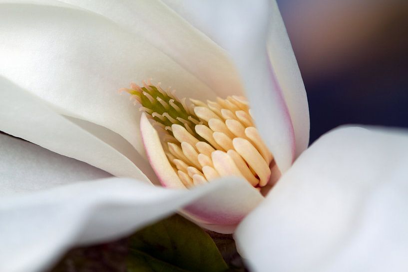 Magnolia 2 van José Verstegen