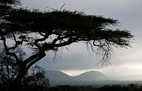 Vue sur le Tsavo-Ouest au petit matin.