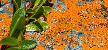 Lichens et plantes grasses colorés sur un rocher en Norvège sur Jan Fritz