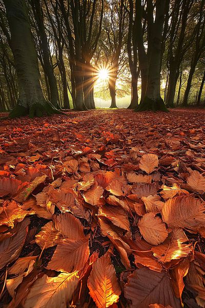 Lumière du soleil à travers les feuilles d'une forêt d'automne par Art & Soul Creations