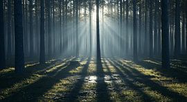 Cloud Forest Light Magic - Mystical Forest Landscape by ButterflyPix