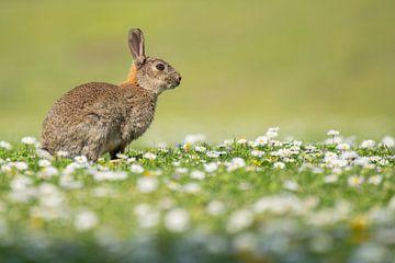 Lapin de garenne sur Elles Rijsdijk