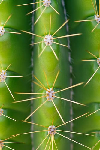 Cactuspatroon met stekels