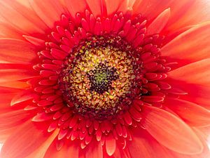 gerbera