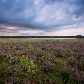 Dreigende wolken boven paarse heide van Jarno van Bussel