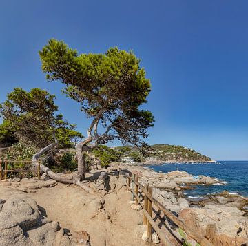 Lone pine, Camì de Ronda de Calella a Llafranc, Calella de Palafrugell by Rene van der Meer