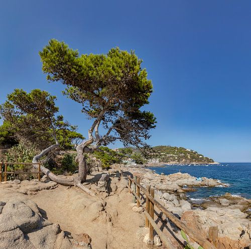 Eenzame pijnboom, Camì de Ronda de Calella a Llafranc, Calella de Palafrugell