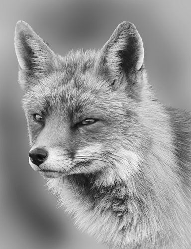 Portret van een vos in zwart wit