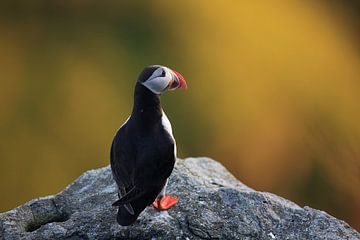 Atlantic Puffin or Common Puffin, Fratercula arctica, Norway by Frank Fichtmüller