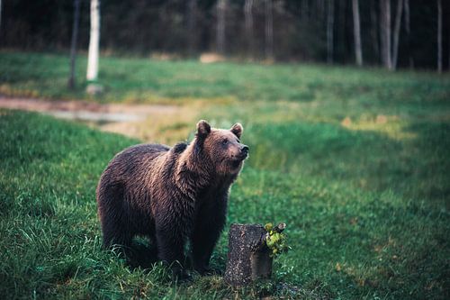 Koning van de Wildernis – Bruine Beer in het Groen