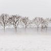 Bomen in stuivende sneeuw van Gonnie van de Schans