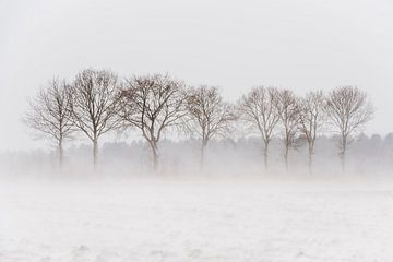 Bomen in stuivende sneeuw