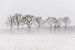 Bomen in stuivende sneeuw van Gonnie van de Schans