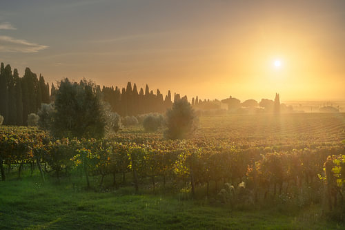 Bolgheri Vineyards Sunset with Cypress Avenue View Tuscany