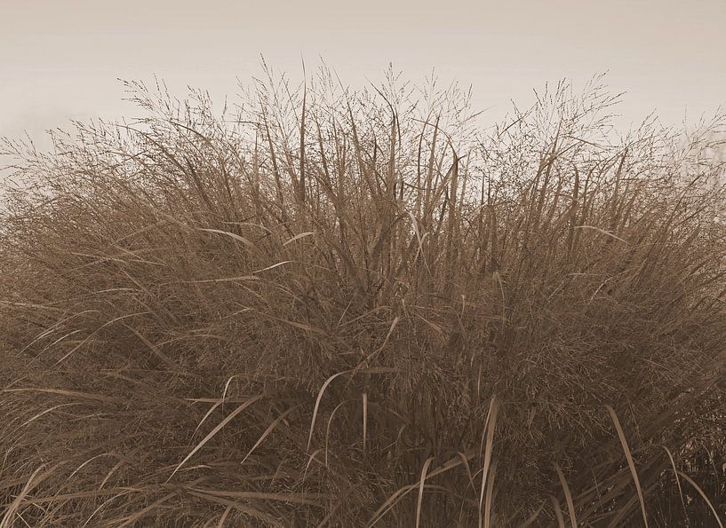 Gras in Sepia von Jose Lok