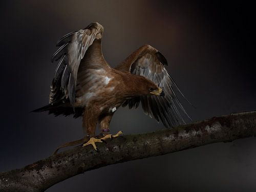Steppe Eagle — Dramatic Photographic Portrait