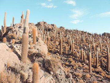 Isla Incahuasi, Uyuni - Bolivia van Stefanie Lamers