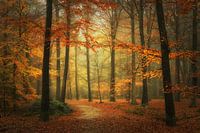 Magic Mast Forest