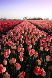 Beautiful Dynasty by Dirk Jan Piersma