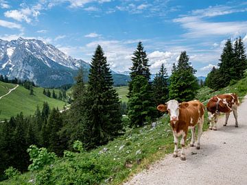 Landschaft mit Kühen in den Berchtesgadener Alpen von Animaflora PicsStock