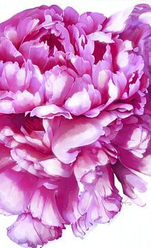 Roze pioen van Ruth Day