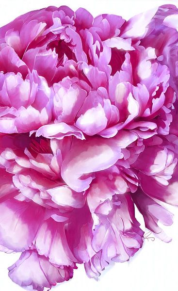 Rosa Pfingstrose von Ruth Day