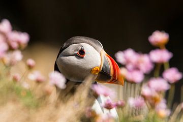 Papegaaiduiker, Fratercula arctica van Gert Hilbink