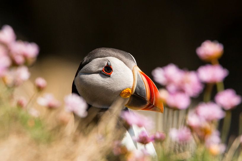 Papageientaucher, Fratercula arctica von Gert Hilbink