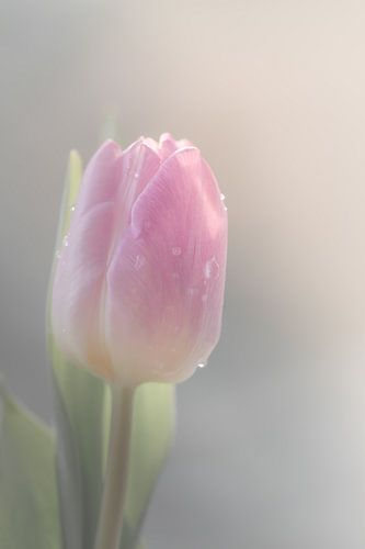 tulipe dans les tons pastel sur Lilian Photography