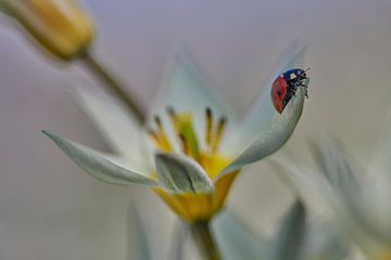 Ladybird on the lookout by Monique Visser