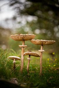 Famille heureuse