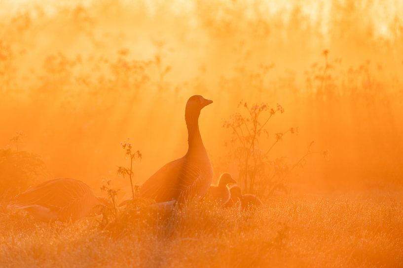 Famille d'oies dans le soleil du matin par Ronald Buitendijk Fotografie