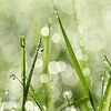 Dewdrops on the grass by Anouschka Hendriks