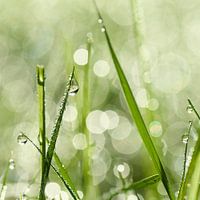 Dauwdruppels op het gras
