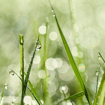 Dewdrops on the grass