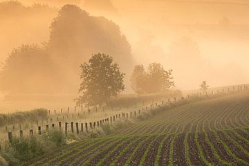 Nebliger Sonnenaufgang im ländlichen Limburg, Niederlande von Olha Rohulya