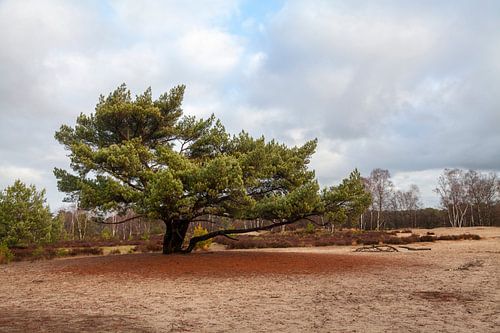 Kalmhoutse Heide
